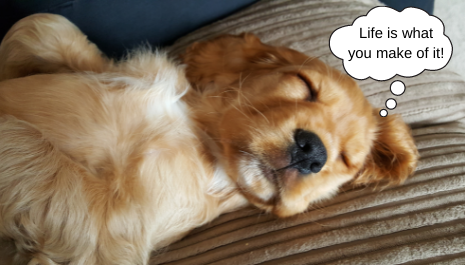 Dog Dream About Life